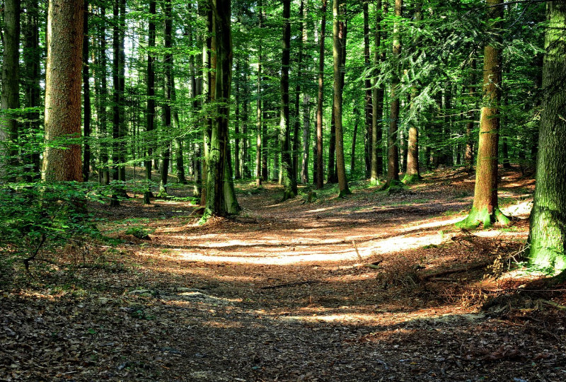 Verein für forstliche Standortserkundung